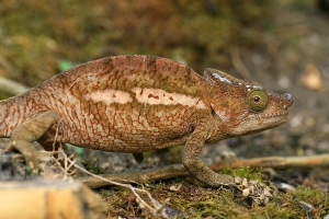 Chameleon tupohlavý